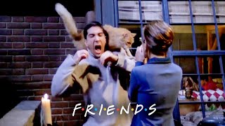 Ross Gets Attacked by a Cat | Friends