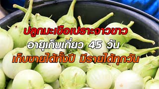 ปลูกมะเขือเปราะจาวขาว อายุเก็บเกี่ยว 45 วัน เก็บขายได้ทั้งปี มีรายได้ทุกวัน