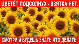 Цветёт подсолнух - взятка нет. Смотри и будешь знать что делать!