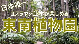 【南国体験】東南植物園（日本唯一の「ユスラヤシ並木」がある植物園）