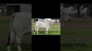 American Brahman coming to DayZee, Pakistan