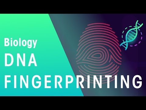How does DNA fingerprinting work step by step?