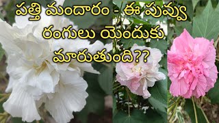 పత్తి మందార | Candy Rose | Pathi Mandaram Colour Changing Flower | Hibiscus Plants |Garden