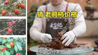 猜老鸦柿的价格，最后一棵不好猜。