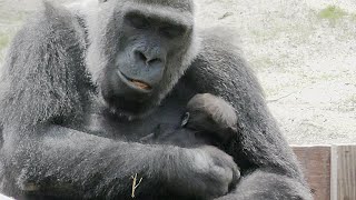 [Gorilla 1-minute video # 149] Familiar parenting 💗 Genki Mama's facial expression [Kyoto City Zoo]