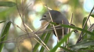 野鳥撮影・ キクイタダキ　Goldcrest