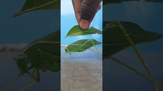 Amazing Animals moment | wildlife| the giant leaf insects will sway your heart| flying grasshopper