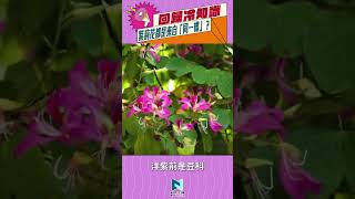 紫荊花都是來自「同一棵」？｜香港冷知識｜新界主場 NTT Media