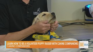 Learn How to be a Volunteer Puppy Raiser with Canine Companions