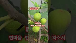 #무화과열매 #무화과나무 #주님의뜻을이루소서 #갈림길 #선택