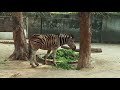 የሜዳ አህያ zebra