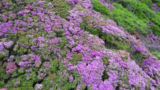 空撮　満開のミヤマキリシマ　九州　阿蘇　烏帽子岳　Aerial photography Miyama Kirishima in full bloom, Kyushu, Aso, Eboshidake