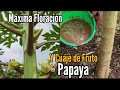 Abono Para Estimular la Floración  y Cuaje  de Papaya ,Máxima Producción de Papaya