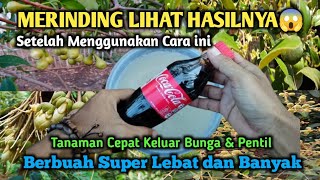 MERINDING Liat Hasilnya Setelah di Siram Dengan Cara ini Tanaman Berbuah Lebat dan Banyak‼️