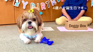 【Happy Birthday】🐶まりも🍭4歳のお誕生日🎂Doggy Boxの可愛いおもちゃや美味しいおやつでお祝いをしました🍬🎉✨(Marimo's 4th Birthday)