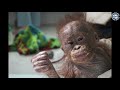 Adopt An Orphaned Orangutan Today