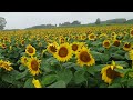 北竜町　雨のひまわりの里