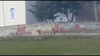 Köpek ÇİFTLEŞMESİ (caminin yanında yapılır mı)-SONUNA KADAR İZLEYİN--Sheepdog