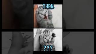 Famous Cats memes(Then vs Now) #meme #memes #nostalgia #catmemes