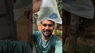 പെൺ മീന് ചെക്കനെ തപ്പി ഇറങ്ങിയപ്പോൾ...😂 | buying fish from aquarium shop | new fish | fish breeding