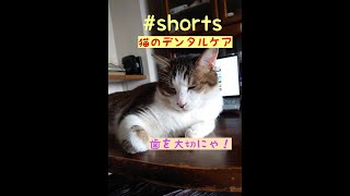 【#shorts】#cat#保護猫#猫の歯磨きオヤツ/猫のデンタルケア/歯を大切に/