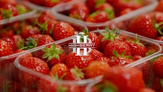 HIGHBERRY. Збір полуниці на свіжий ринок.