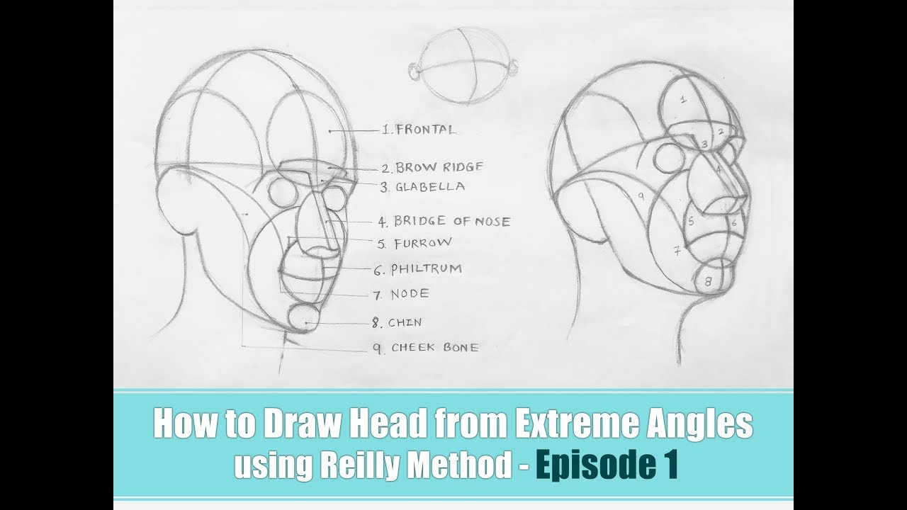 How To Draw Head Using Reilly Method