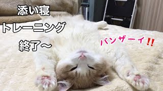 究極の幸せ💕ようやく一緒に寝てくれるようになりました！【ノルウェージャン仔猫】