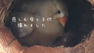 イザベルフォーン錦華鳥子育て日記② 衝撃的事実！！！　そして餌やりシーン