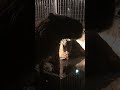 熊本市動植物園の夜間開園　立ち上がるカピバラ