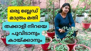 🍅തക്കാളി ചെടിക്ക് വളം മാത്രം നൽകിയ പോരാ...ഇതുംകൂടി ചെയ്താൽ മാത്രമേ....🍅| 🍅Tomato🍅| 🌱Mannezhuthu🌱