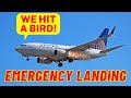 United B739 Flight Bird Strike During Takeoff Departing Chicago O'Hare Airport | Emergency Landing