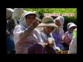 天空の川根茶　つちや農園