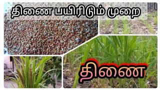 திணை பயிரிடும் முறை  பிங்கஸ் குருவியின் உணவு Grdening