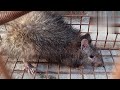 பெருச்சாளி பிடிப்பது எப்படி bandicoot rat trap