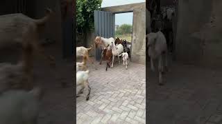 Goat farming || Tm farm Lahore ||Sasta tareen business