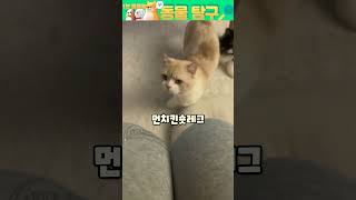 다리가 짧아서 귀여운 먼치킨 고양이