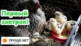 Брама вывела цыплят! Первая смешная кормёжка!