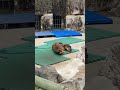 20230318 カリフォルニアアシカの赤ちゃん2頭お名前決定　神戸市立王子動物園　仲良しお母さんたち、コナツ・スミレ2頭とも2022年6月に出産　お父さんはカイトです