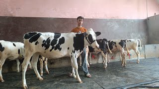 8 Heifers for sale, 8 ਵਹਿੜਾਂ ਵਿਕਾਊ