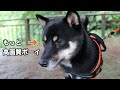 【犬と宿泊 u0026旅行】絶景！犬と富士山in山梨県山中湖村@花の都公園（関東でおすすめのお出かけスポット）（旅する豆柴vol.1復刻版）※フルボイス再編集