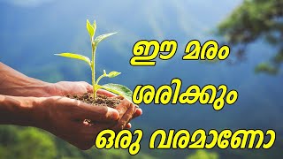 ഈ മരം ശരിക്കും ഒരു വരമാണോ..? | Is this tree really a gift...? | Smart Siz