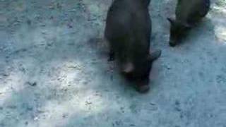 Close Encounters at Lazy 5 Ranch