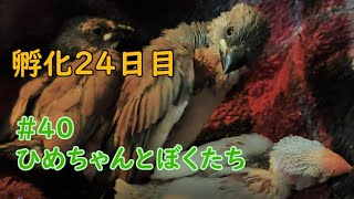 特に変化なし（かわいい） 孵化24日目 hatching egg #40 ひめちゃんとぼくたち 文鳥