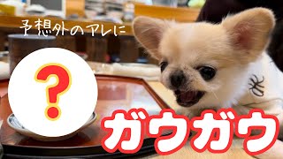 お寿司が大好きすぎてガウガウしちゃうピノが初めてお寿司屋さんに行った結果www