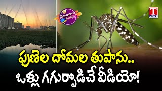 Viral Video: Mosquitoes Tornado Going Viral In Pune | Dhoom Dhaam Muchata | T News