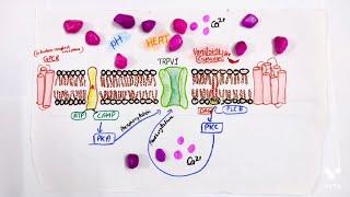 | Sensation Of Pain | TRPV1 Receptors - (overview)