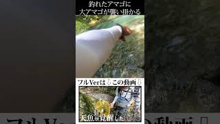 釣れたアマゴに襲い掛かる大アマゴ #shorts  #渓流ルアー #鬼あまご