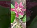 The Very First Flower Blooming On Passiflora ,Rakhi Bale ||#short ||#youtubeshort