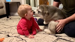Adorable Puppy Meets Baby And Its Love At First Sight! The Best Years Of Their Lives (Cutest Ever!!)